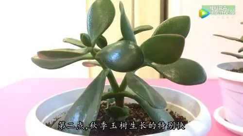 北京到玉树物流专线_北京至玉树货运公司